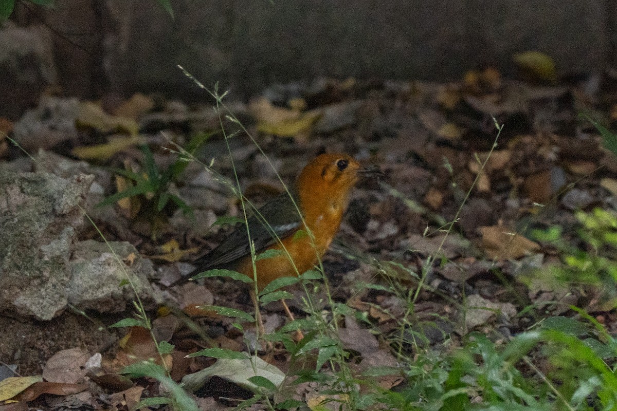 drozd oranžovohlavý - ML644078794