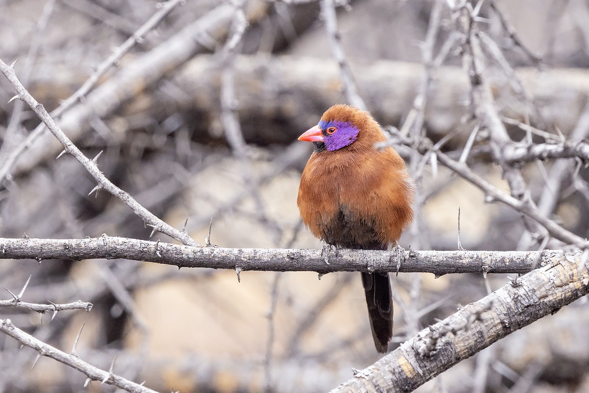 Violet-eared Waxbill - ML644078800