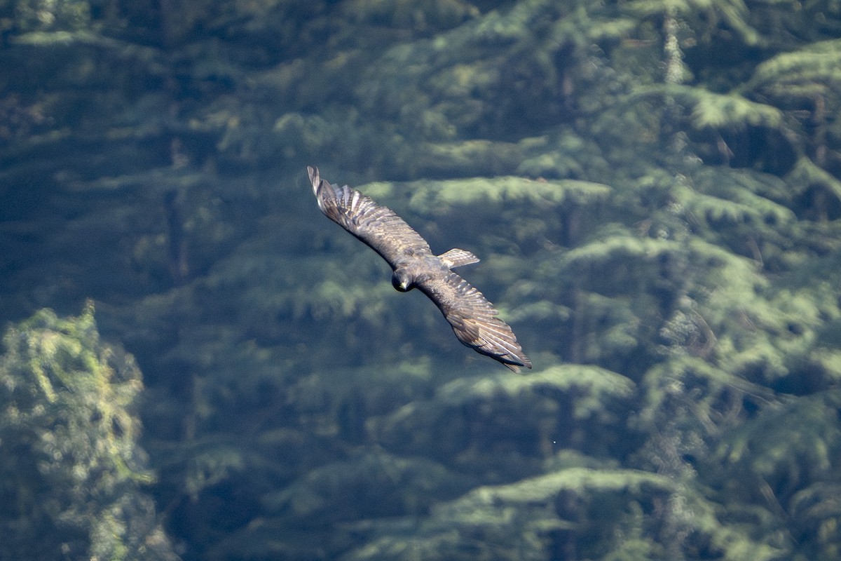 Malaienadler - ML644078813
