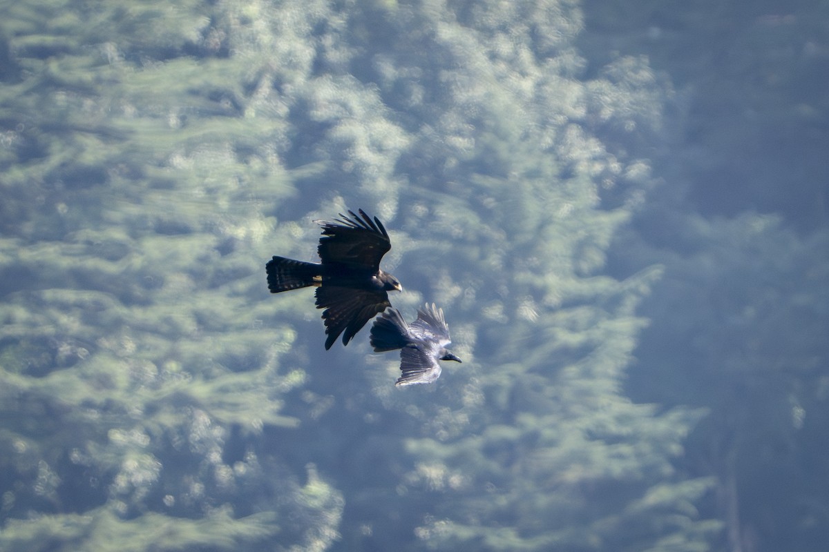 Malaienadler - ML644078819