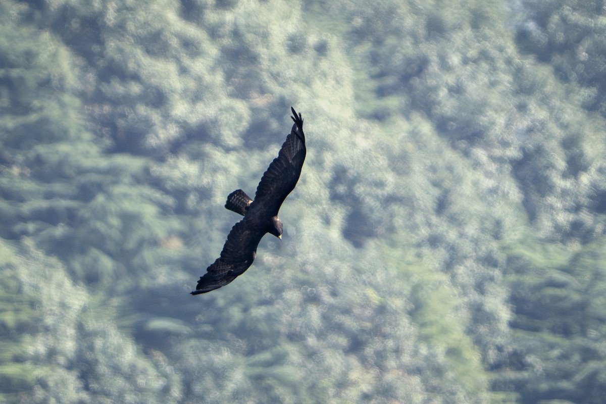 Malaienadler - ML644078824
