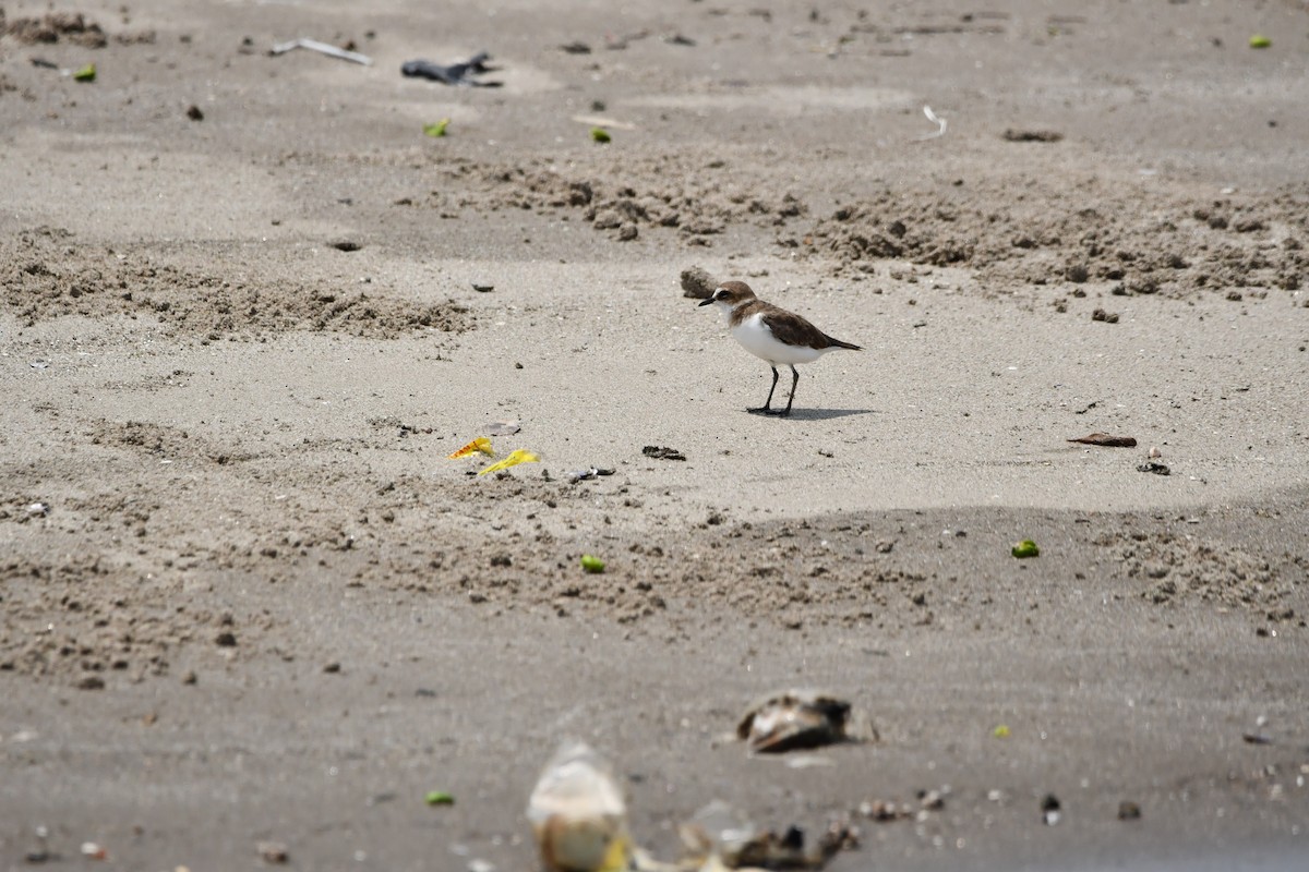 Javan Plover - ML644078825