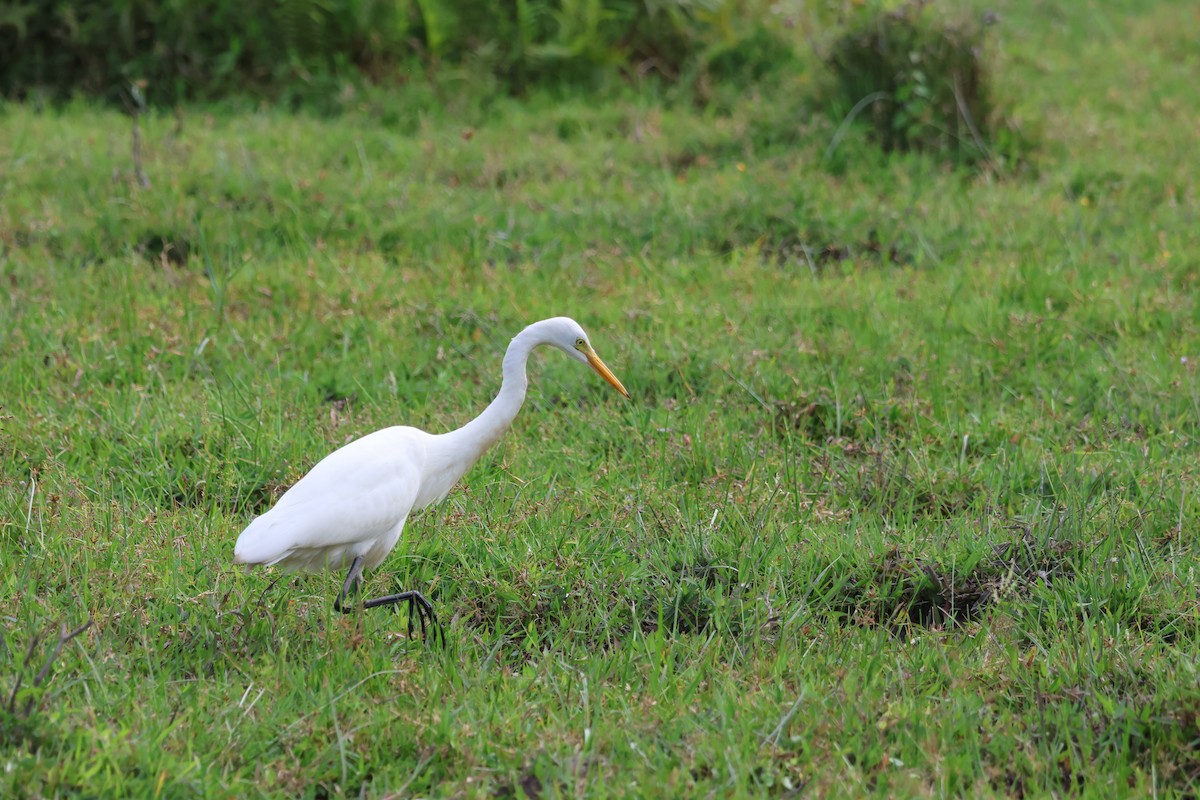 Medium Egret - ML644078828