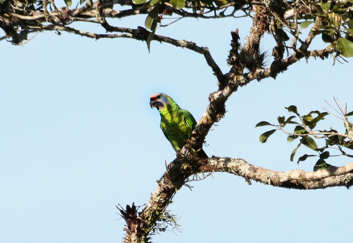 Amazona Colirroja - ML644078831