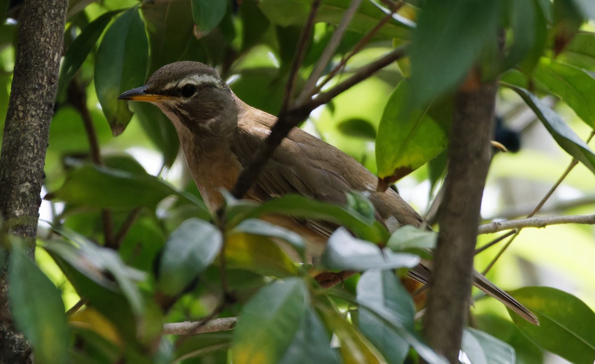 Eyebrowed Thrush - ML644078833