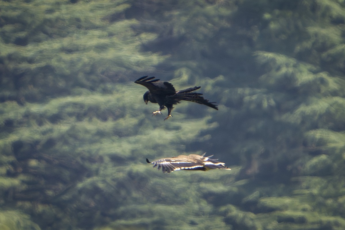 Malaienadler - ML644078843