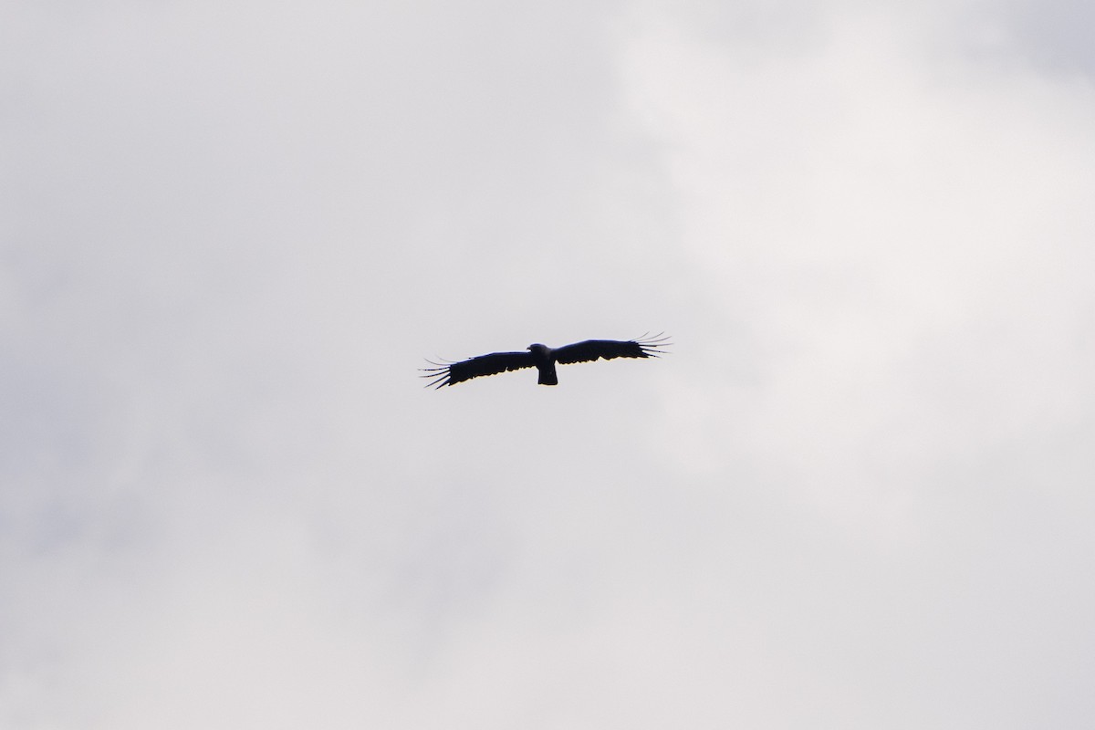 Malaienadler - ML644078844