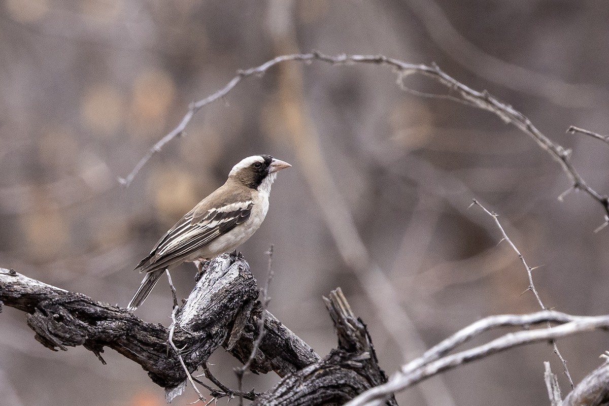 Weißbrauenweber - ML644078851