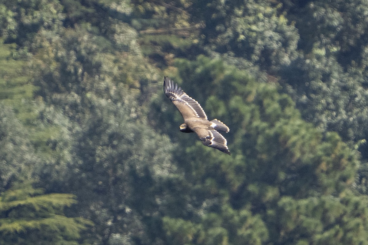 Steppenadler - ML644078875