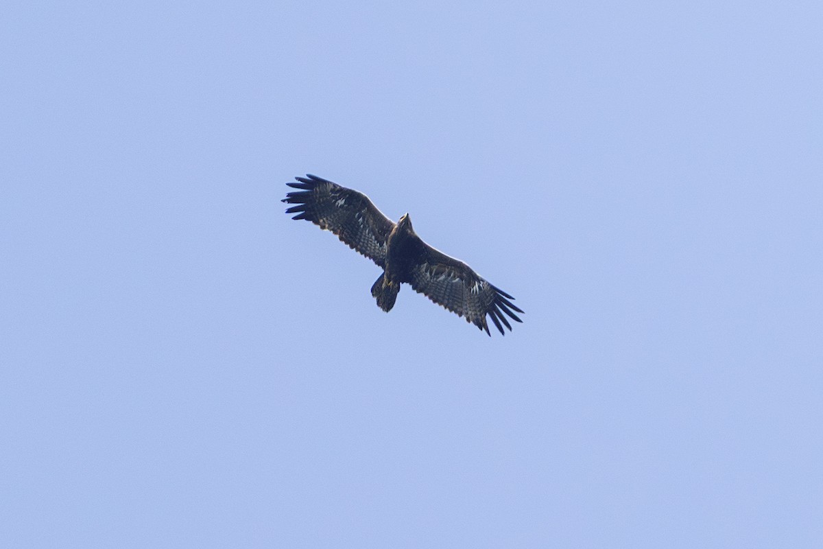 Steppenadler - ML644078896