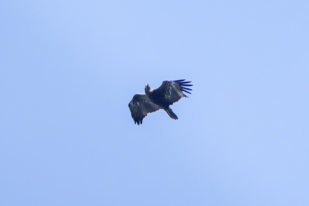 Steppenadler - ML644078897