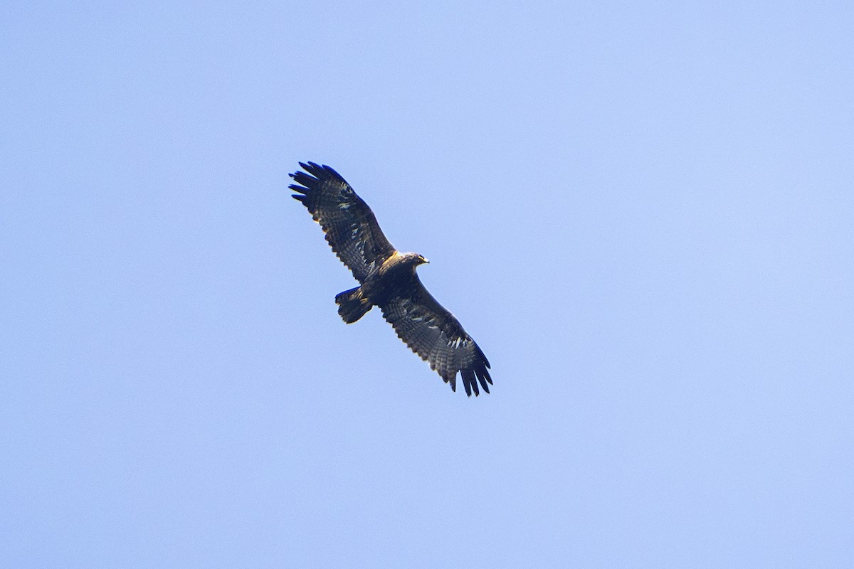 Steppenadler - ML644078898