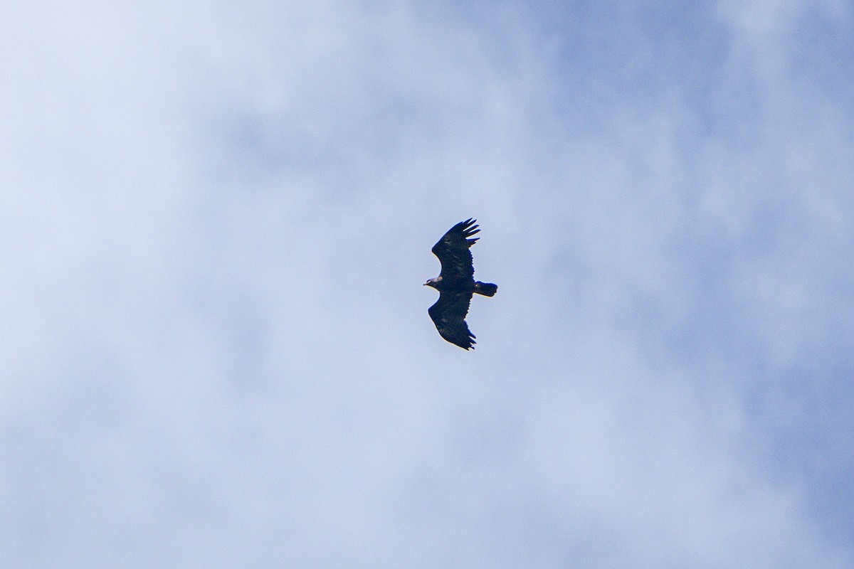 Steppenadler - ML644078899