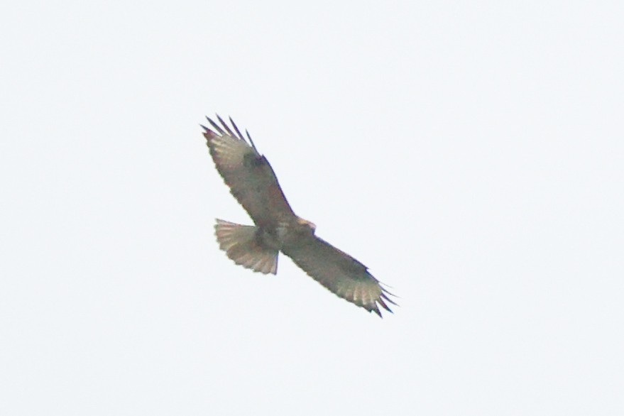 ノスリ - ML644078902