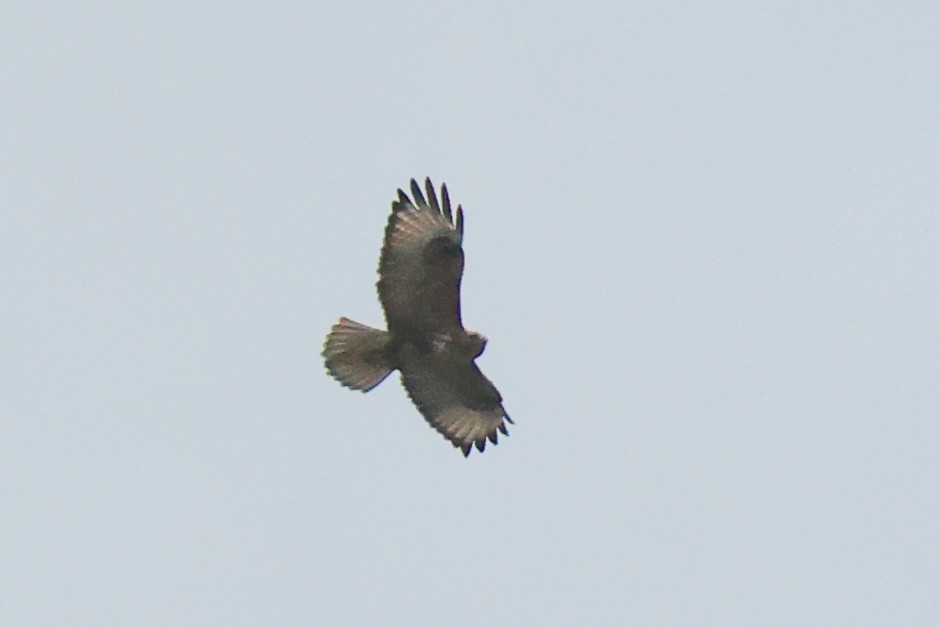 ノスリ - ML644078903
