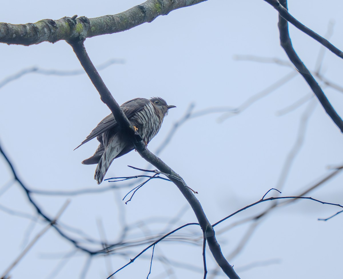 Indian Cuckoo - ML644079003