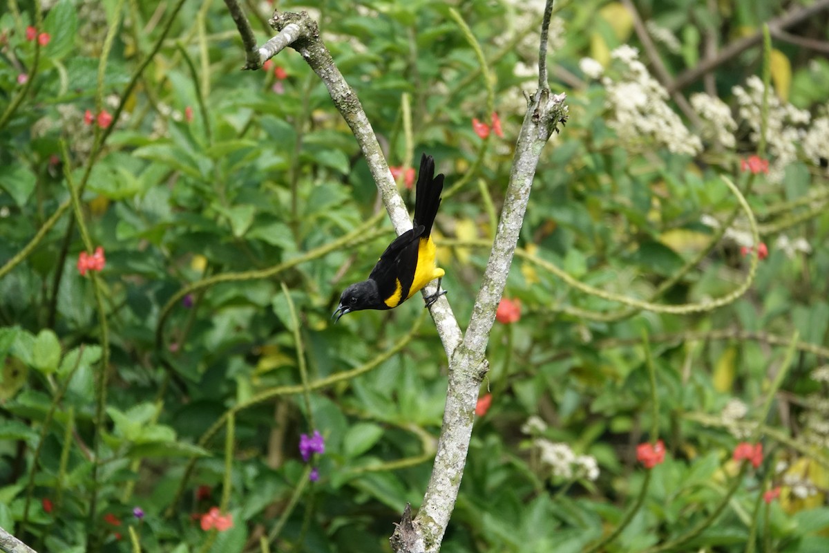 Black-cowled Oriole - ML644079021