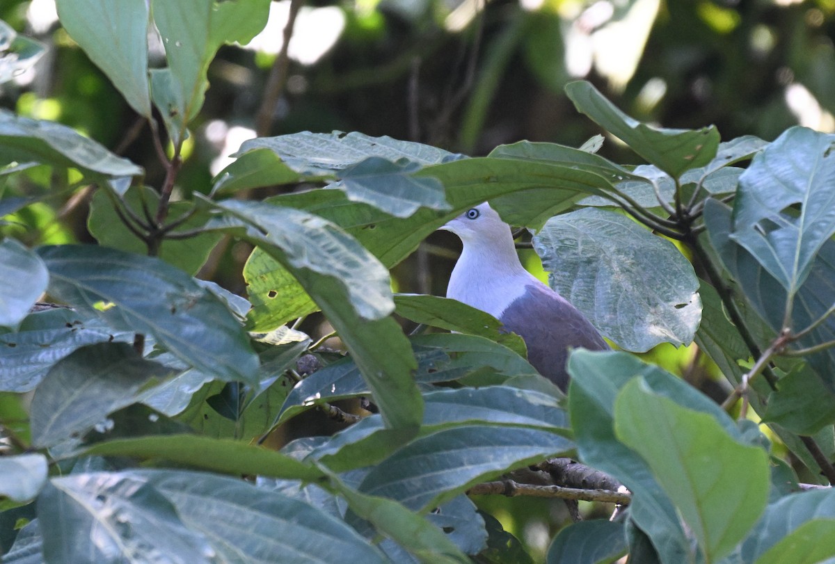 Горный плодовый голубь - ML644079054