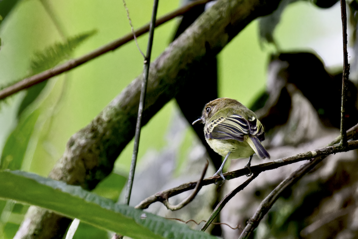 Scale-crested Pygmy-Tyrant - ML644079086