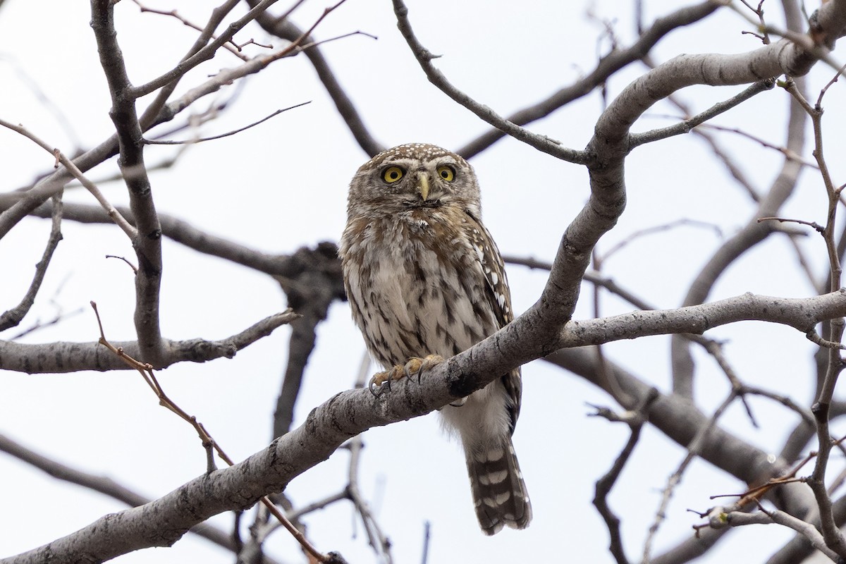 Pearl-spotted Owlet - ML644079087