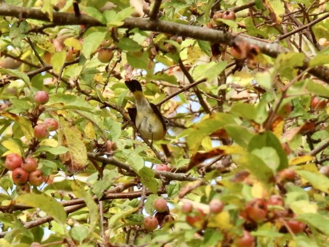 American Redstart - ML644079129