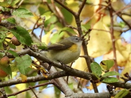 American Redstart - ML644079130