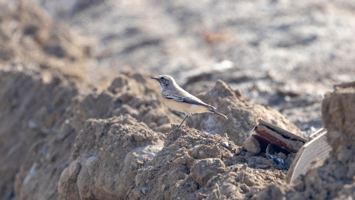 Desert Wheatear - ML644079133