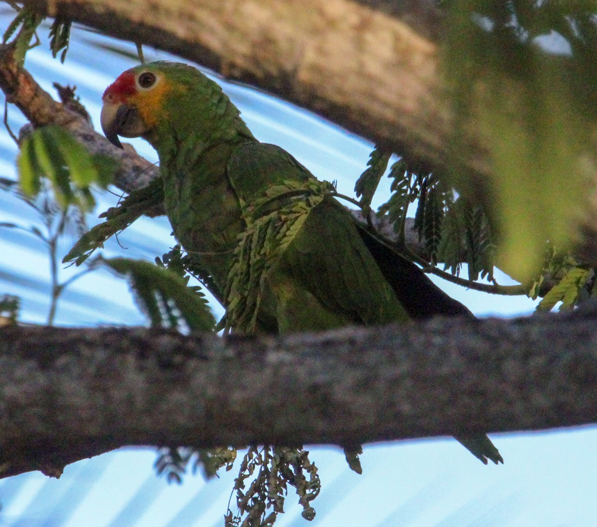 Red-lored Amazon - ML644079148