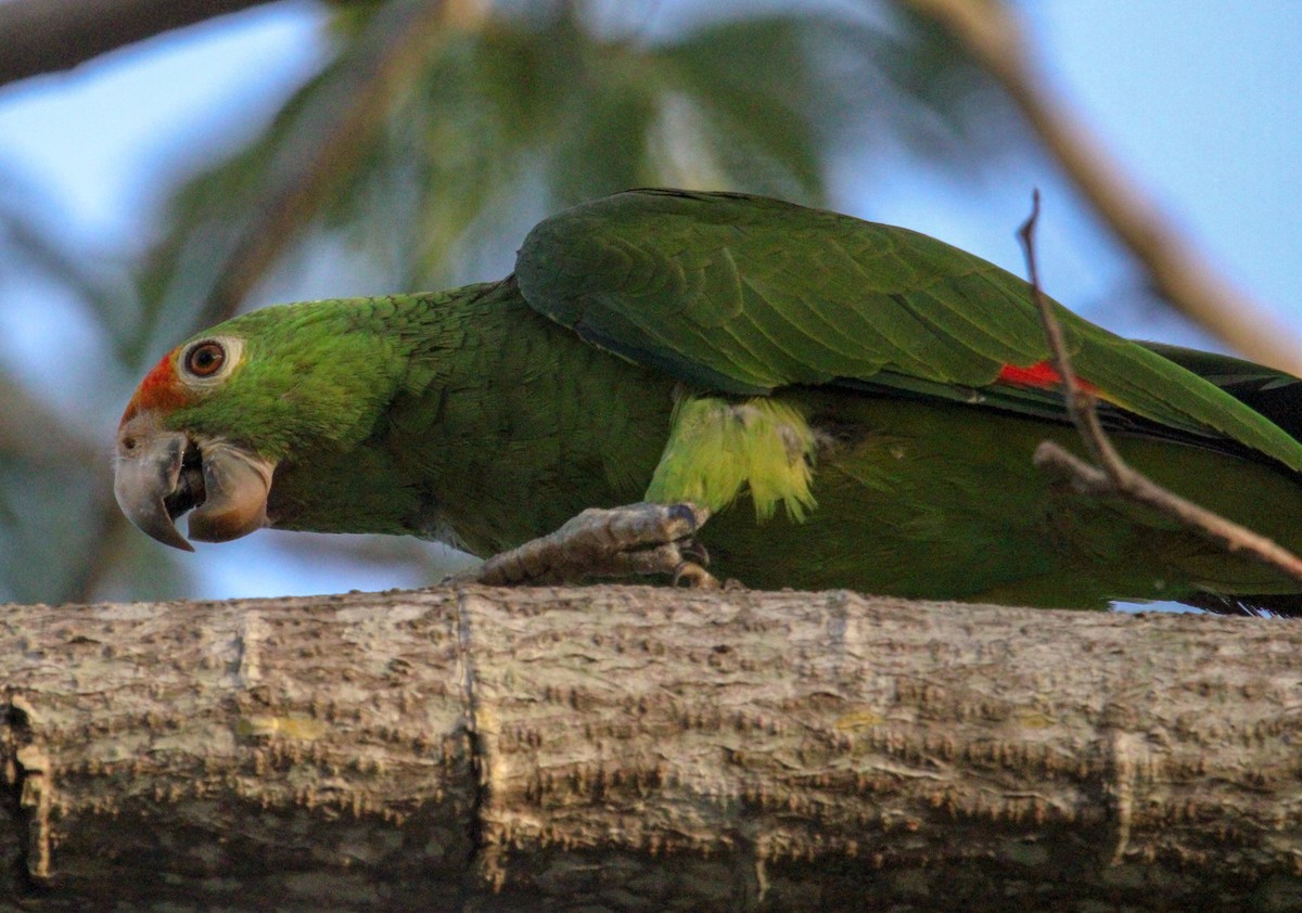 Red-lored Amazon - ML644079149