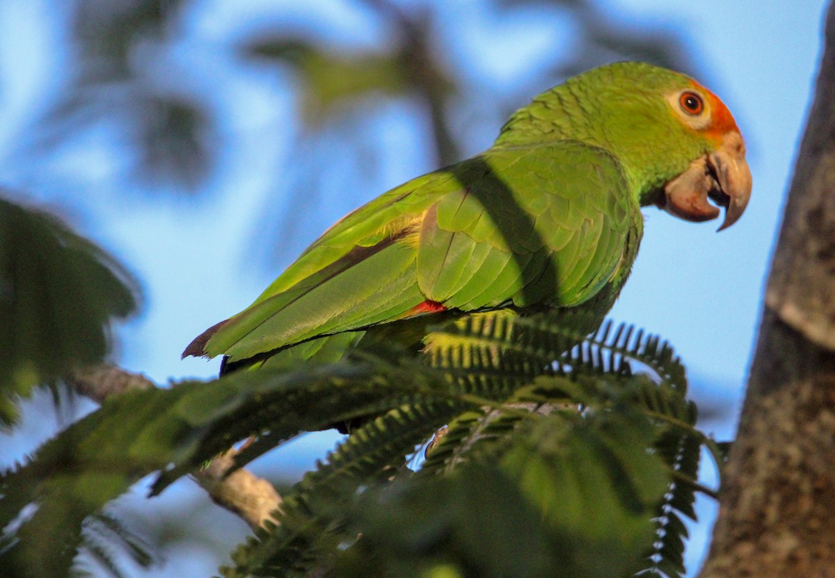 Red-lored Amazon - ML644079150
