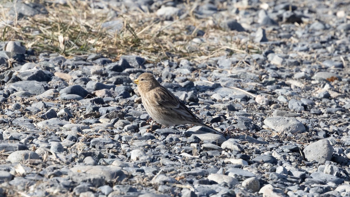 Twite - ML644079151