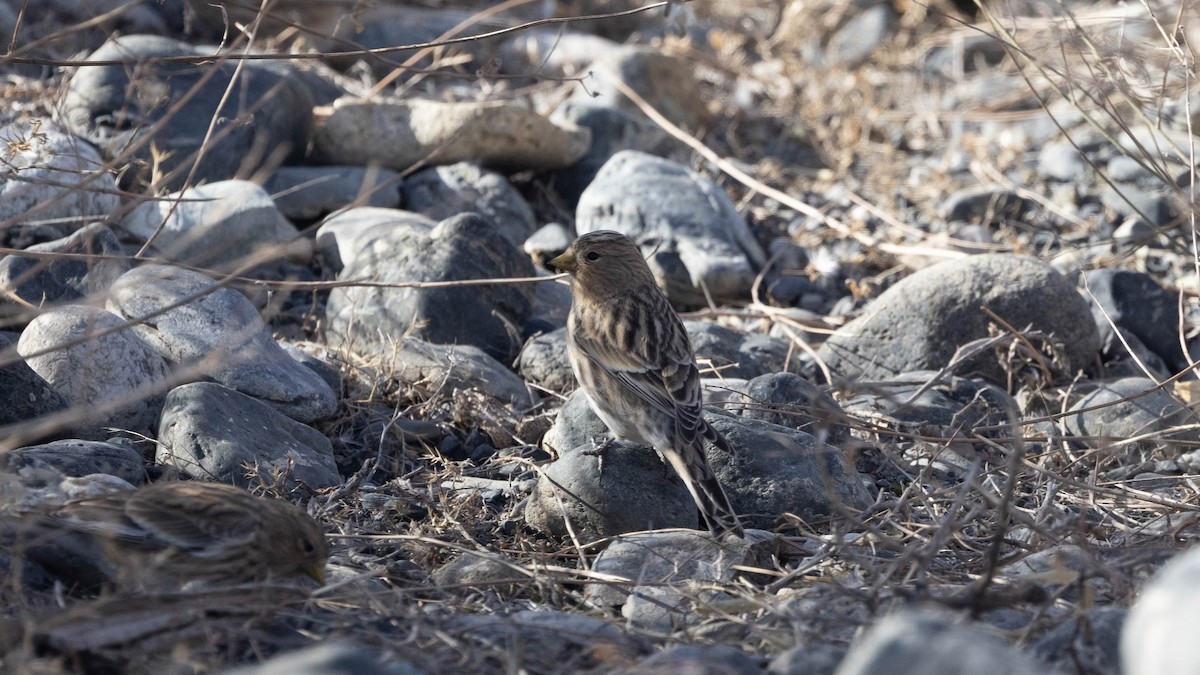 Twite - ML644079152