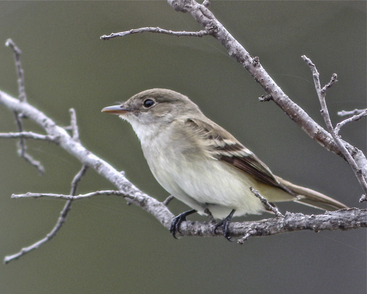 Alder Flycatcher - ML644079157