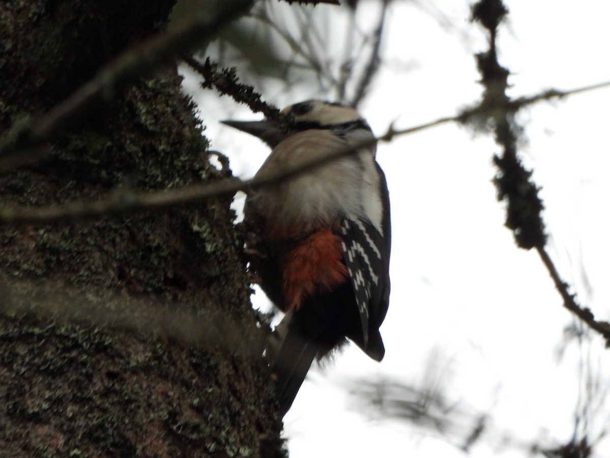 Great Spotted Woodpecker - ML644079166