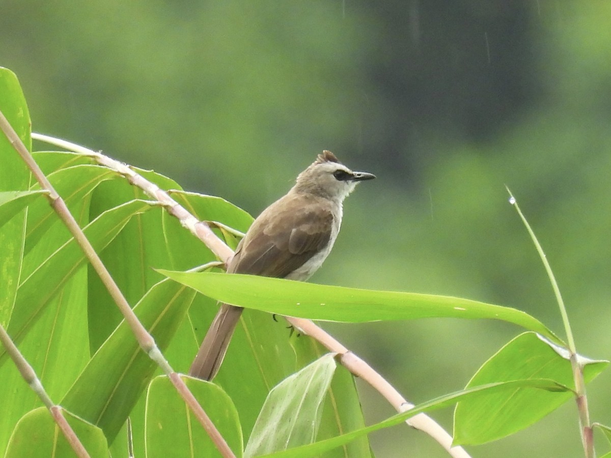 Yellow-vented Bulbul - ML644079185