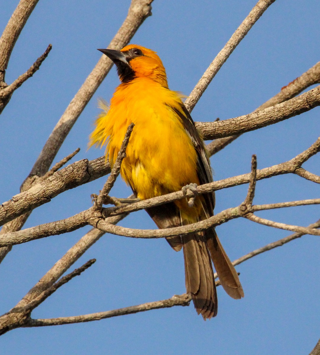 Altamira Oriole - ML644079195