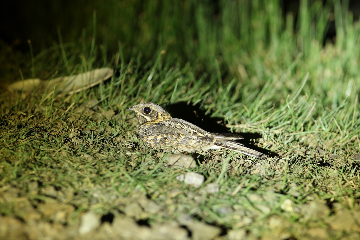 Hint Çobanaldatanı - ML644079197