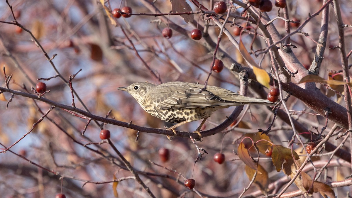 Mistle Thrush - ML644079208