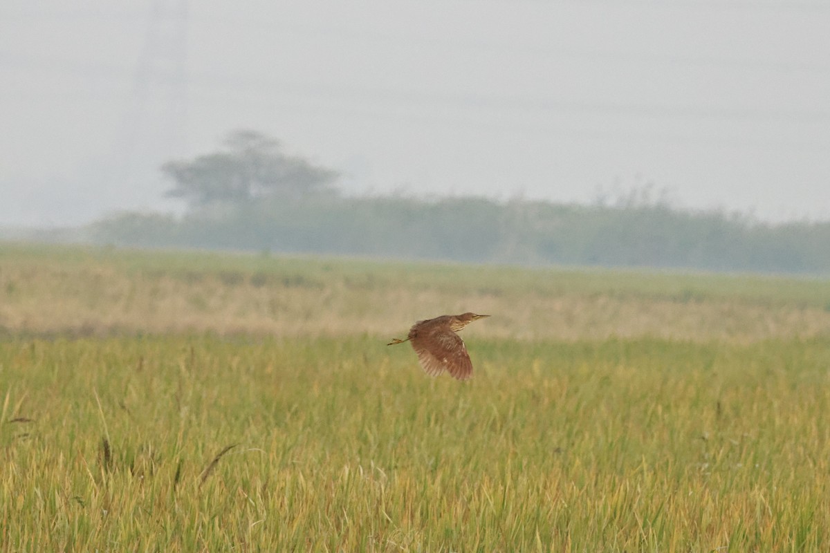 Cinnamon Bittern - ML644079212
