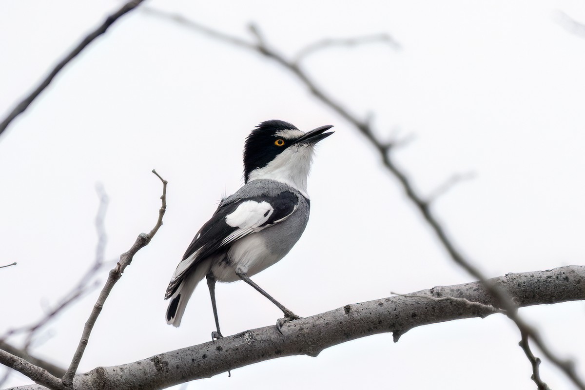White-tailed Shrike - ML644079231