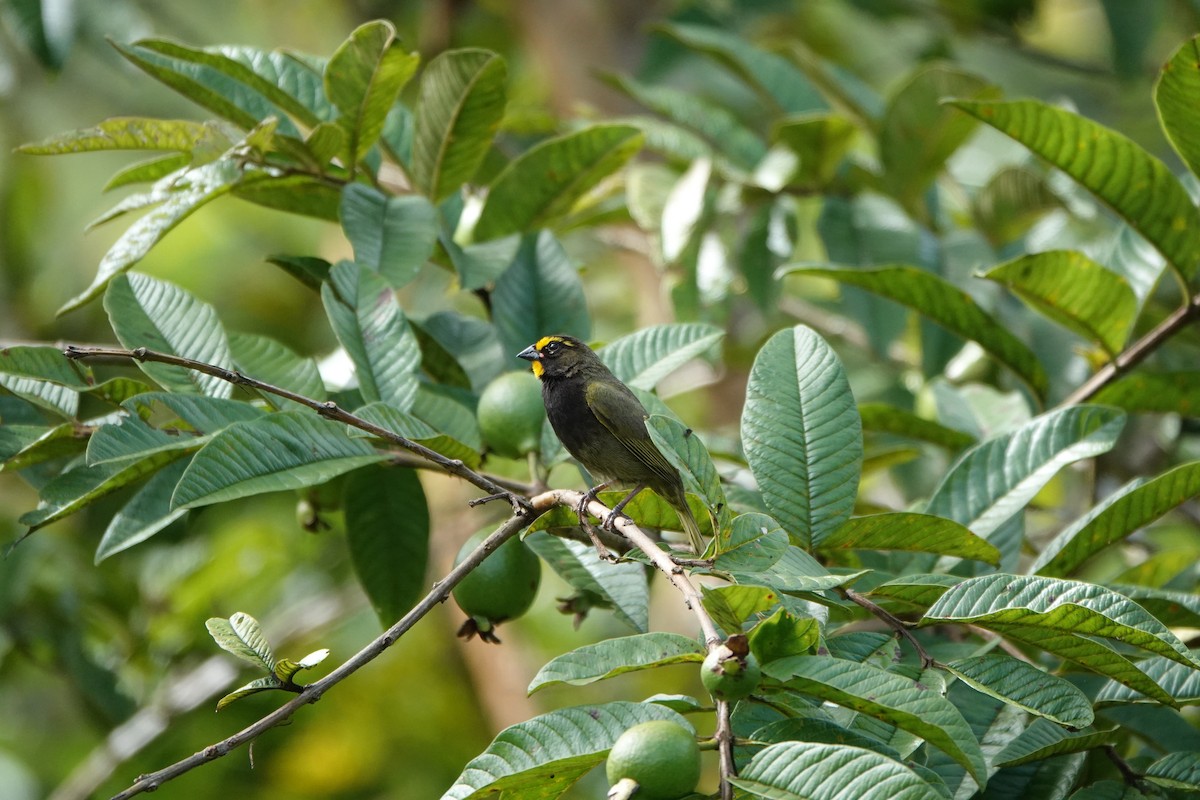 Yellow-faced Grassquit - ML644079238