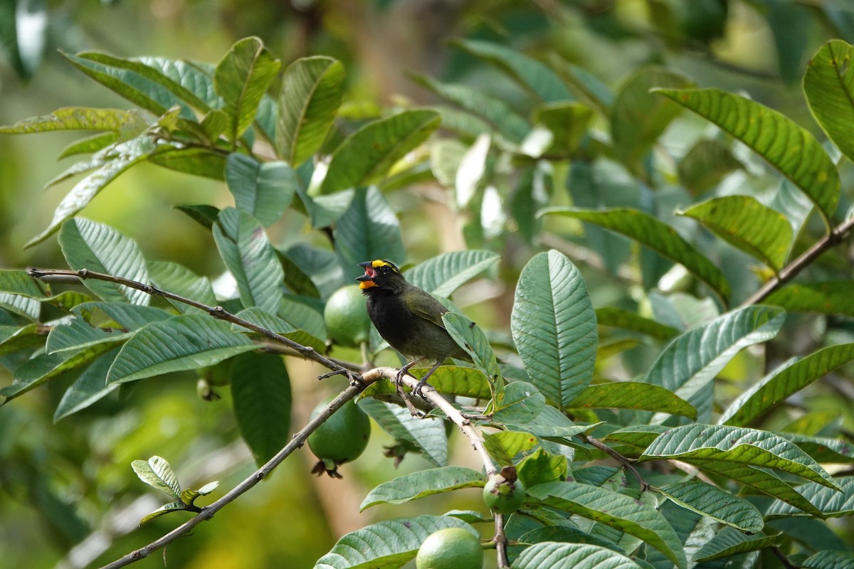 Yellow-faced Grassquit - ML644079239