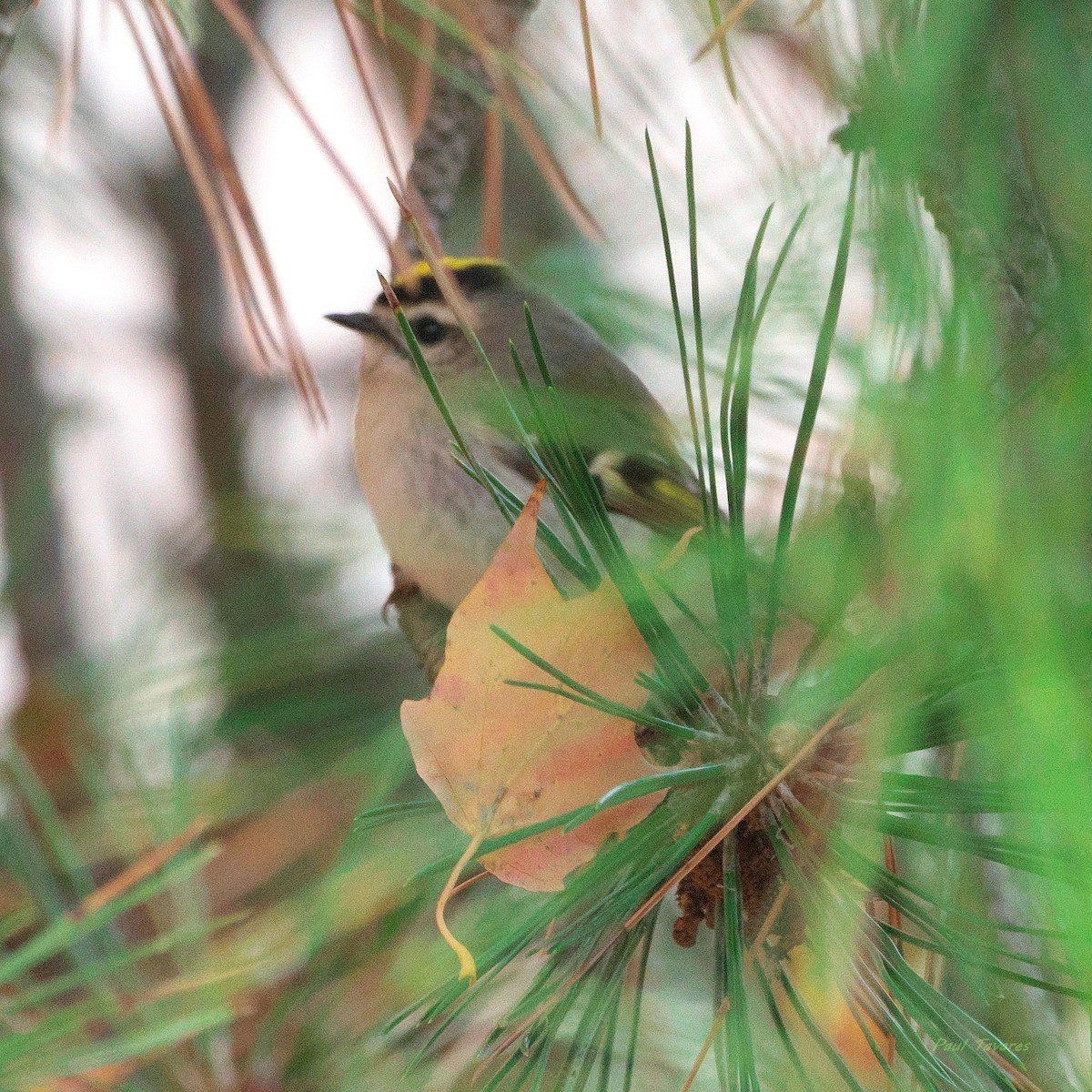 Golden-crowned Kinglet - ML644079265
