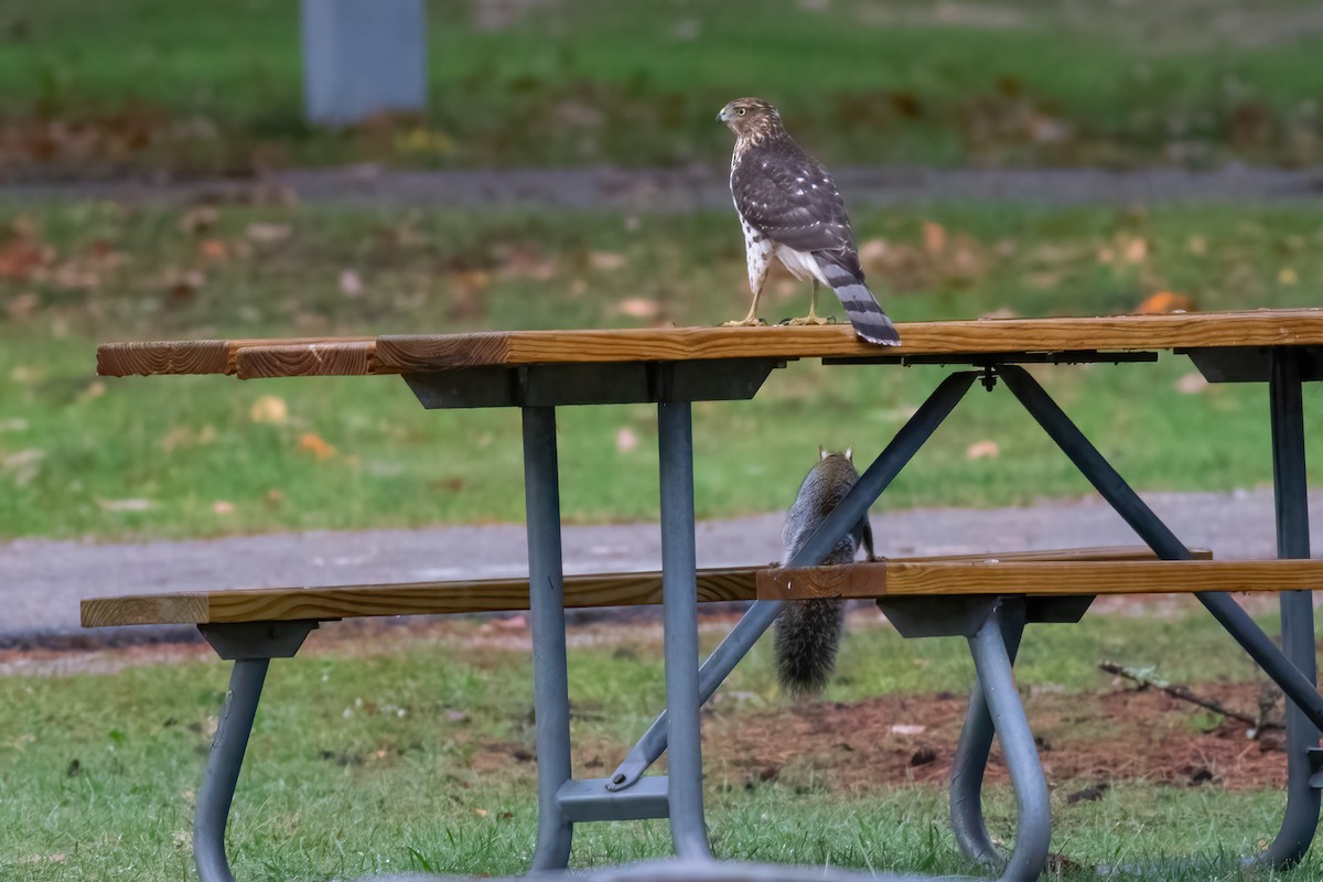 Cooper's Hawk - ML644079276