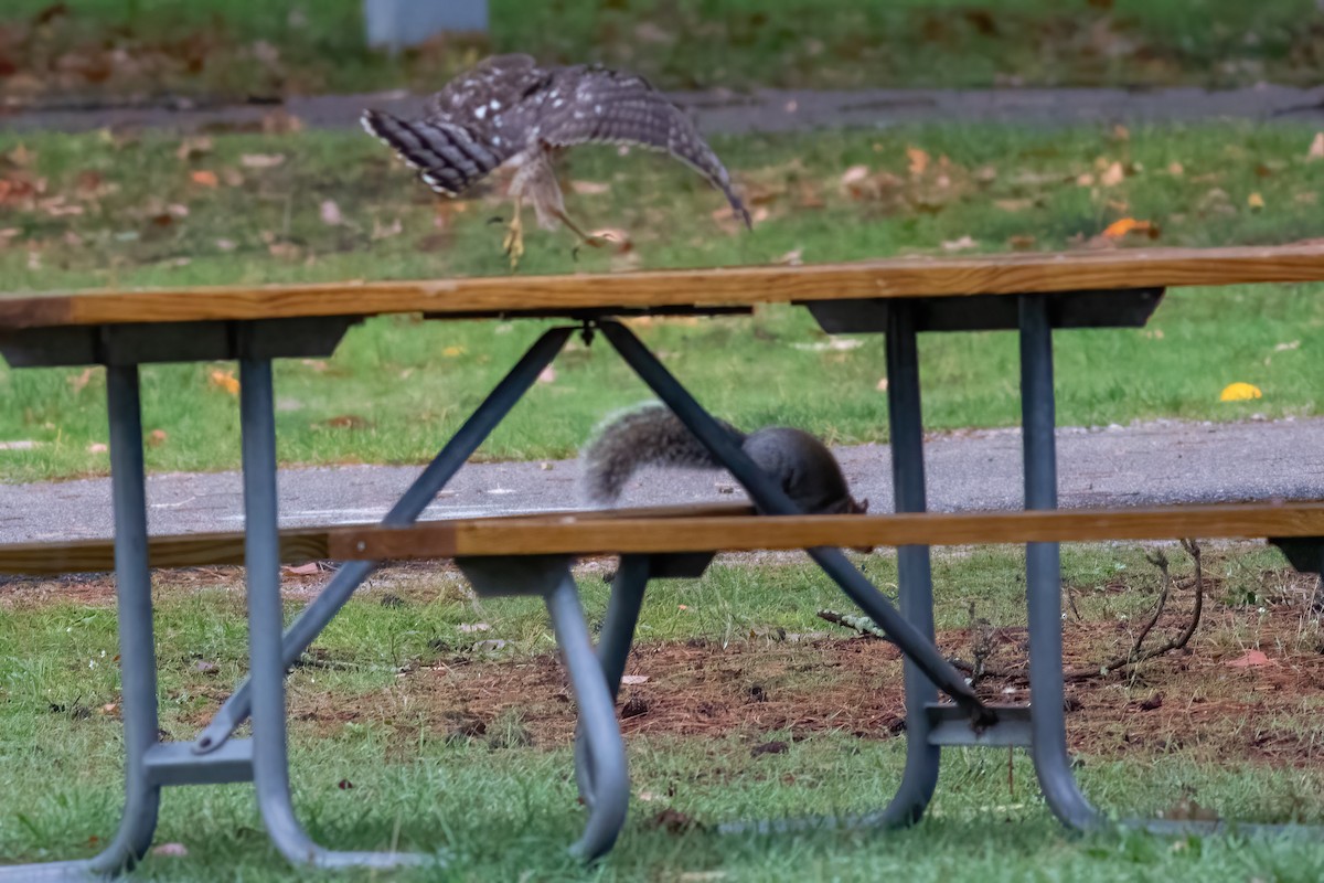Cooper's Hawk - ML644079277