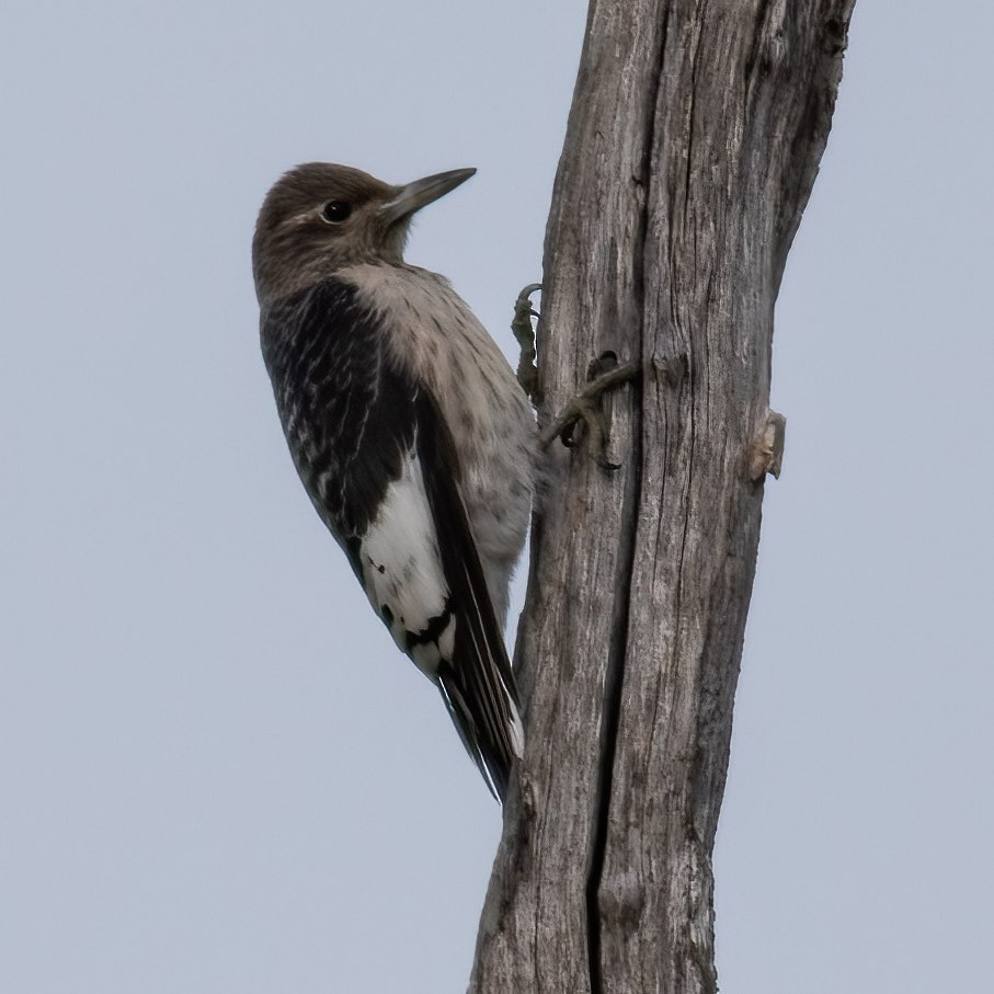 Red-headed Woodpecker - ML644079285