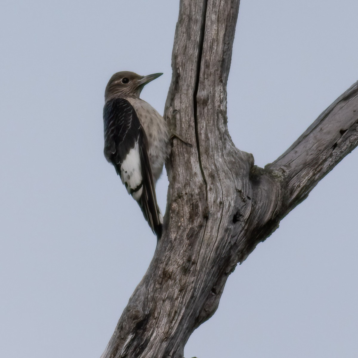 Red-headed Woodpecker - ML644079286