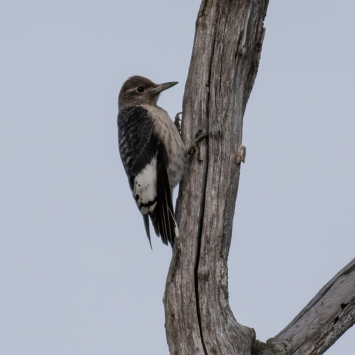 Red-headed Woodpecker - ML644079287