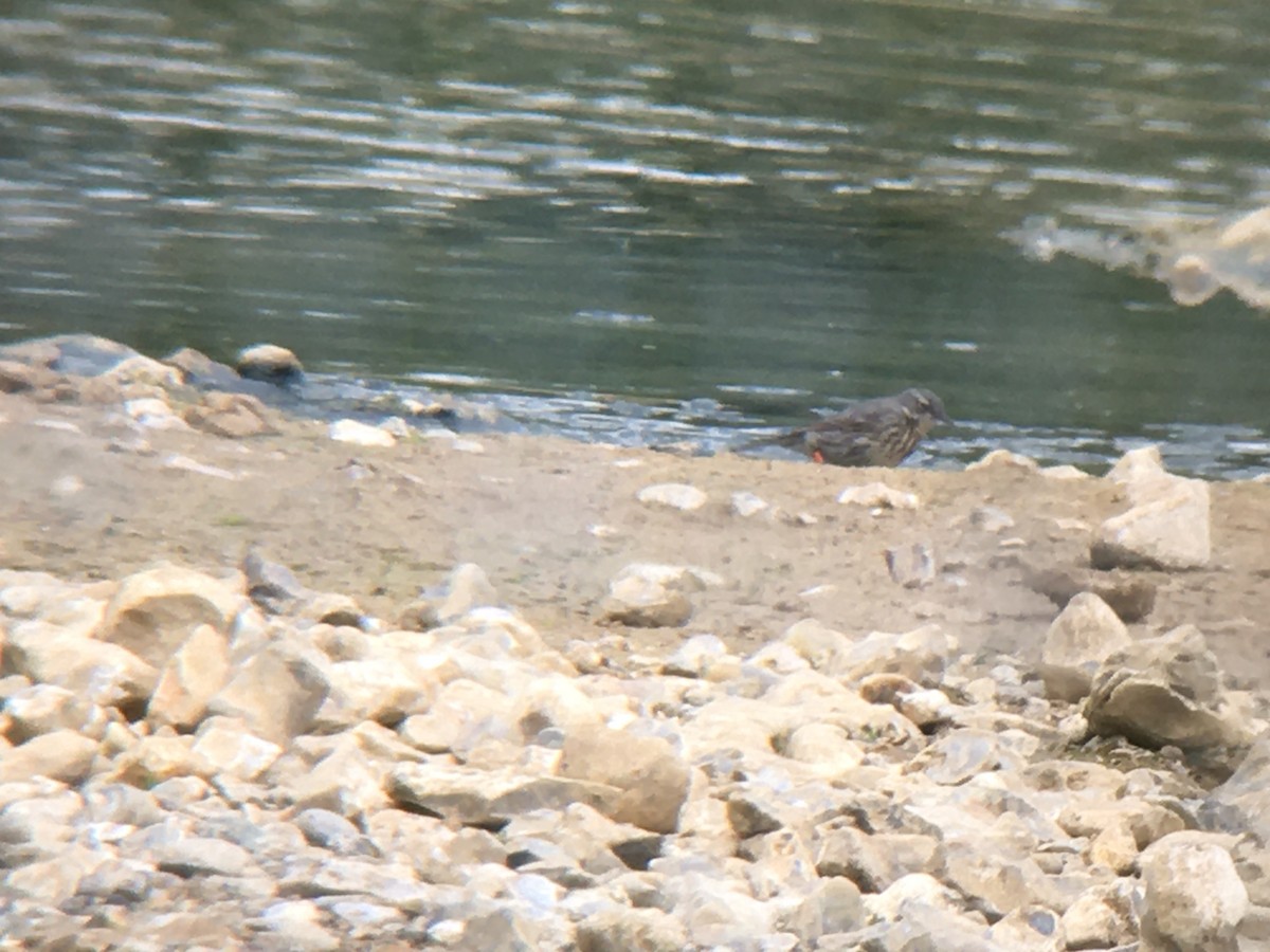 Rock Pipit (Eastern) - ML644079288