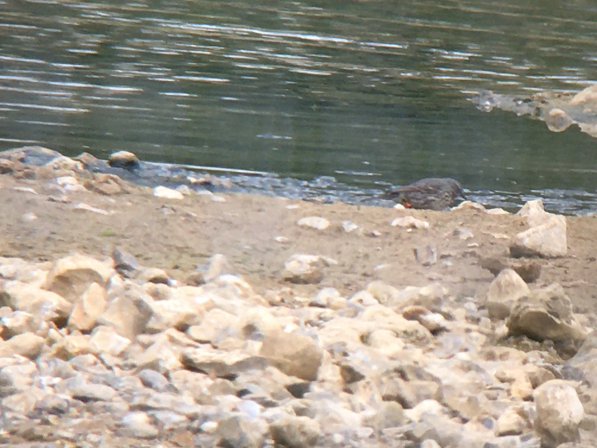 Rock Pipit (Eastern) - ML644079289